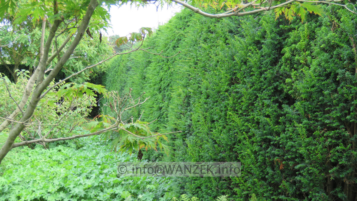 Taxus baccata 03 Hecke.JPG